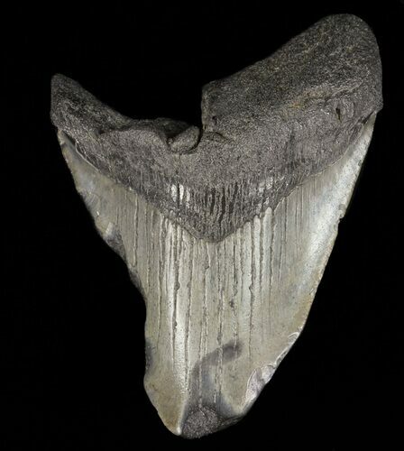 Partial, Megalodon Tooth - Georgia #61671